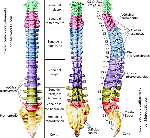 Clasificación de las vértebras de la columna vertebral según el origen del dolor de espalda