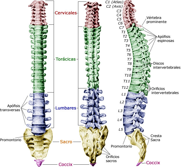 Identificación de las vértebras de la columna vertebral